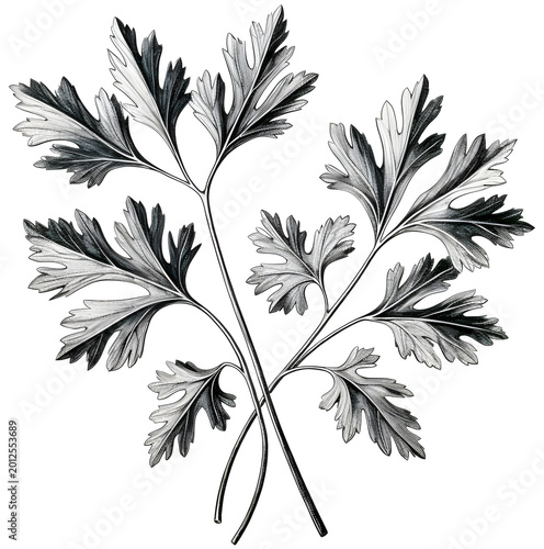 A black and white line drawing illustration of coriander.