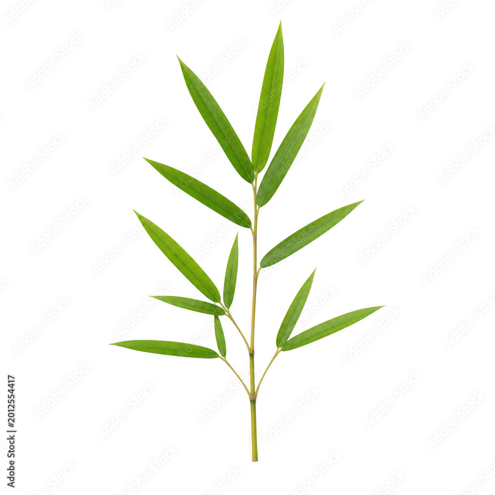 Fototapeta premium Fresh green bamboo leaves branch isolated on transparent background