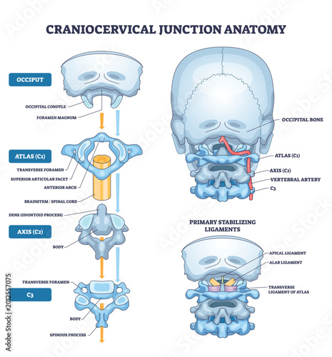 Tableau sur toile Craniocervical junction anatomy illustrates relationships of occiput, atlas (C1), and axis (C2), conveying skull spine alignment and motion control
