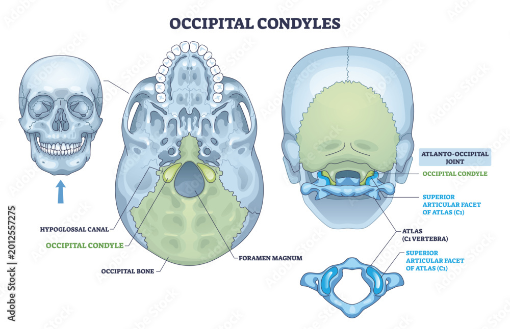Fototapeta premium Occipital condyles outline depicts skull base landmarks foramen magnum, atlas C1, and atlanto-occipital joint clarifying head neck articulation and nerve passage. Outline diagram