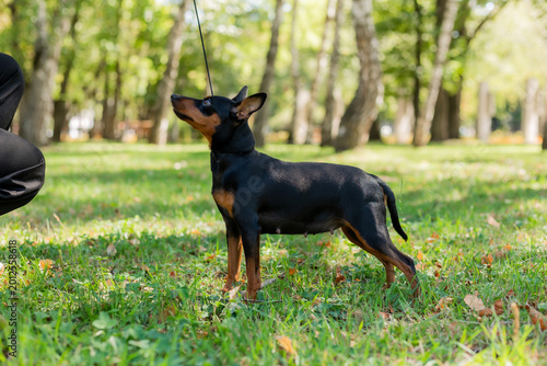 Obraz na plátně black dwarf pincher on the lawn in summer