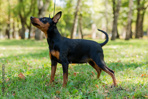 Slika na platnu black dwarf pincher on the lawn in summer