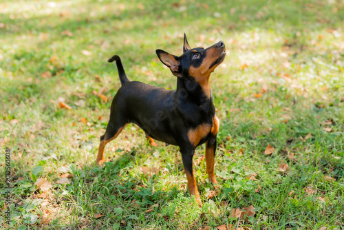 Tablou pe pânză black dwarf pincher on the lawn in summer