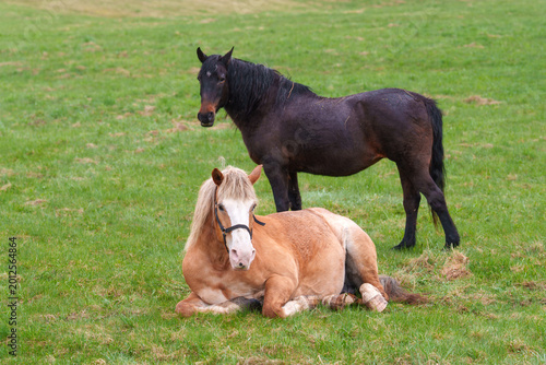 horse on the meadow