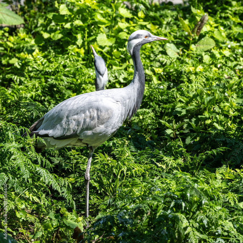 Naklejka premium Demoiselle Crane, Anthropoides virgo are living in the bright green meadow during the day time