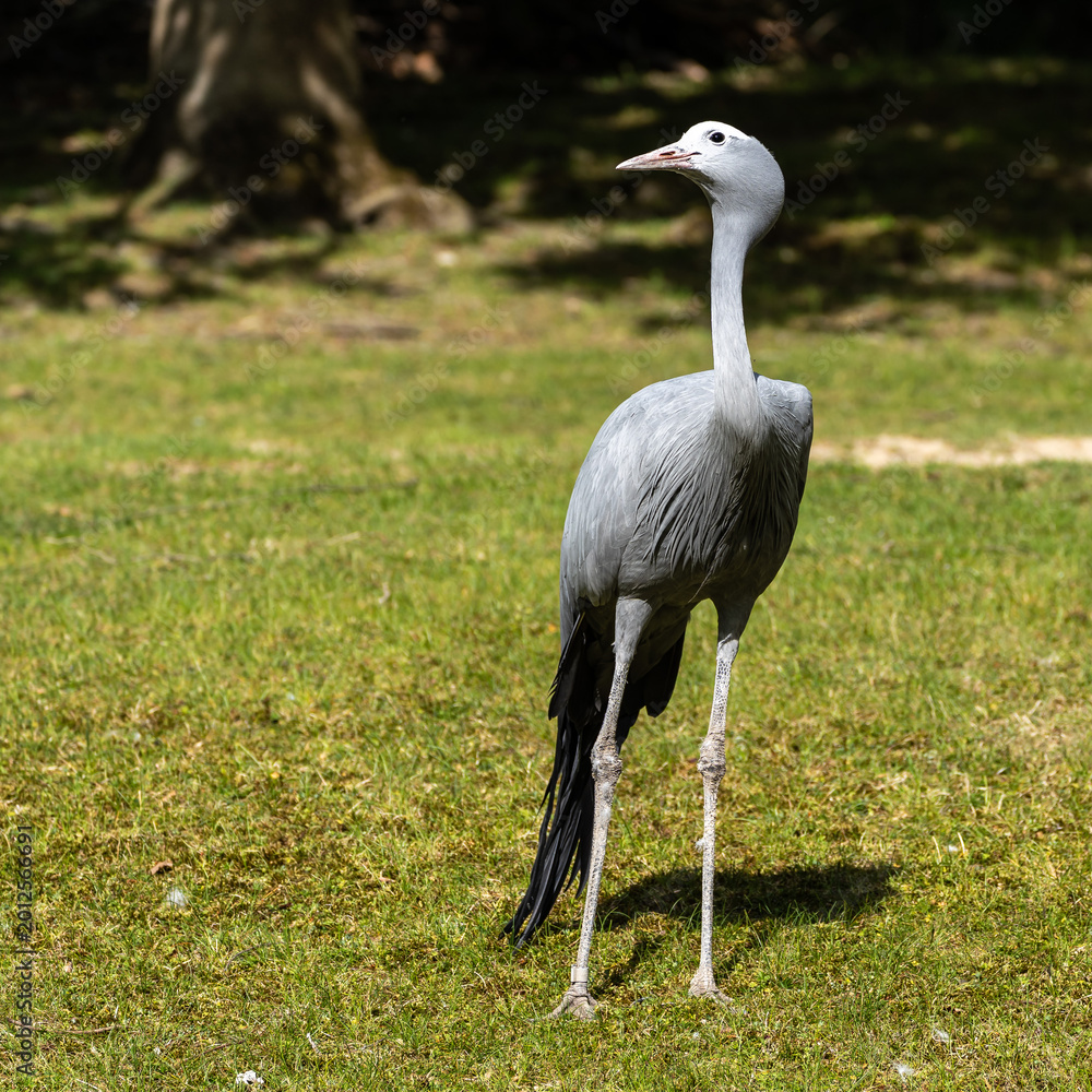 Fototapeta premium The Blue Crane, Grus paradisea, is an endangered bird