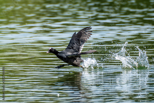 Cuadro en lienzo Eurasian coot, Fulica atra chasing each other by running across the water