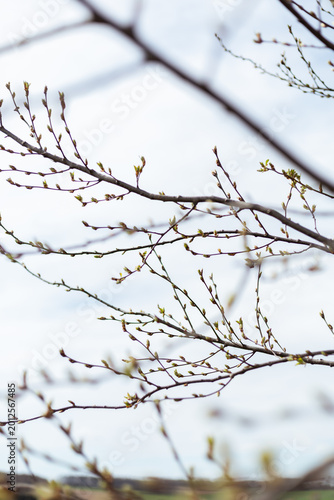 Картината върху платно Branches show small buds starting to grow during springtime in a quiet outdoor area