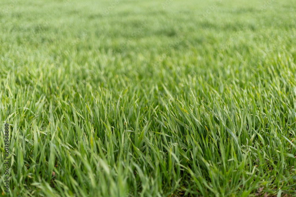 Fototapeta premium The scene shows a thick patch of fresh green grass in a sunny field. The sun shines on the grass, indicating a warm day in spring