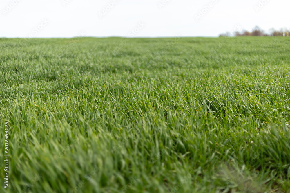 Fototapeta premium Wide green field filled with tall grass swaying gently in the breeze. The scene shows a sunny day with a few clouds in the sky, creating a bright atmosphere