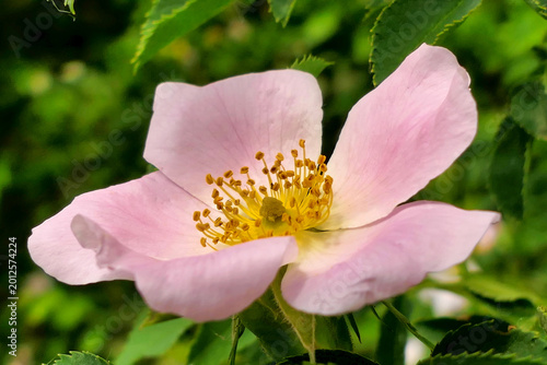 Fotografie Dog Rose (Rosa canina)