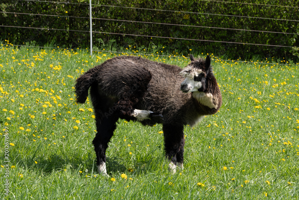 Fototapeta premium alpaka tier natur lama
