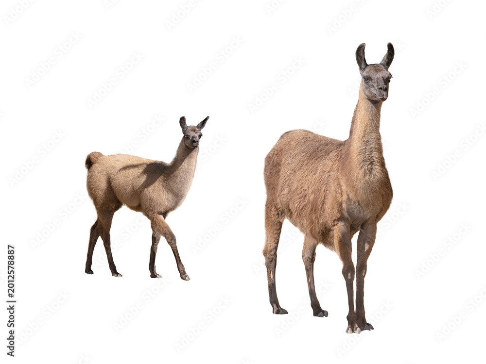 Fototapeta premium Adult guanaco with cute young calf isolated on white background.