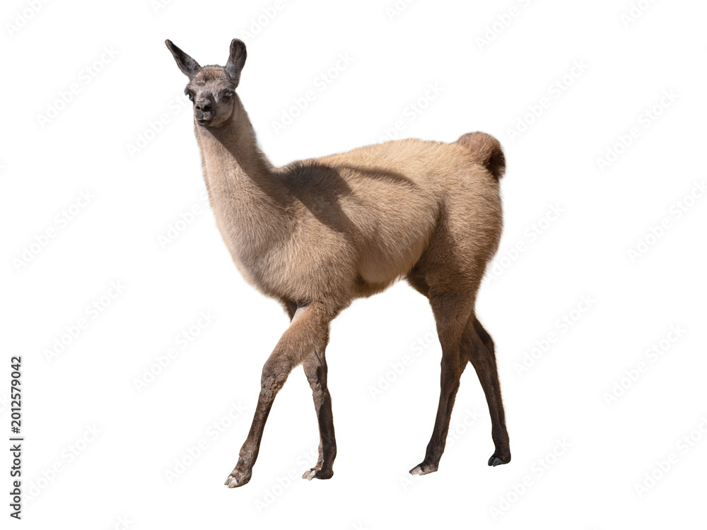Fototapeta premium Wild guanaco lama standing and looking aside isolated on white.