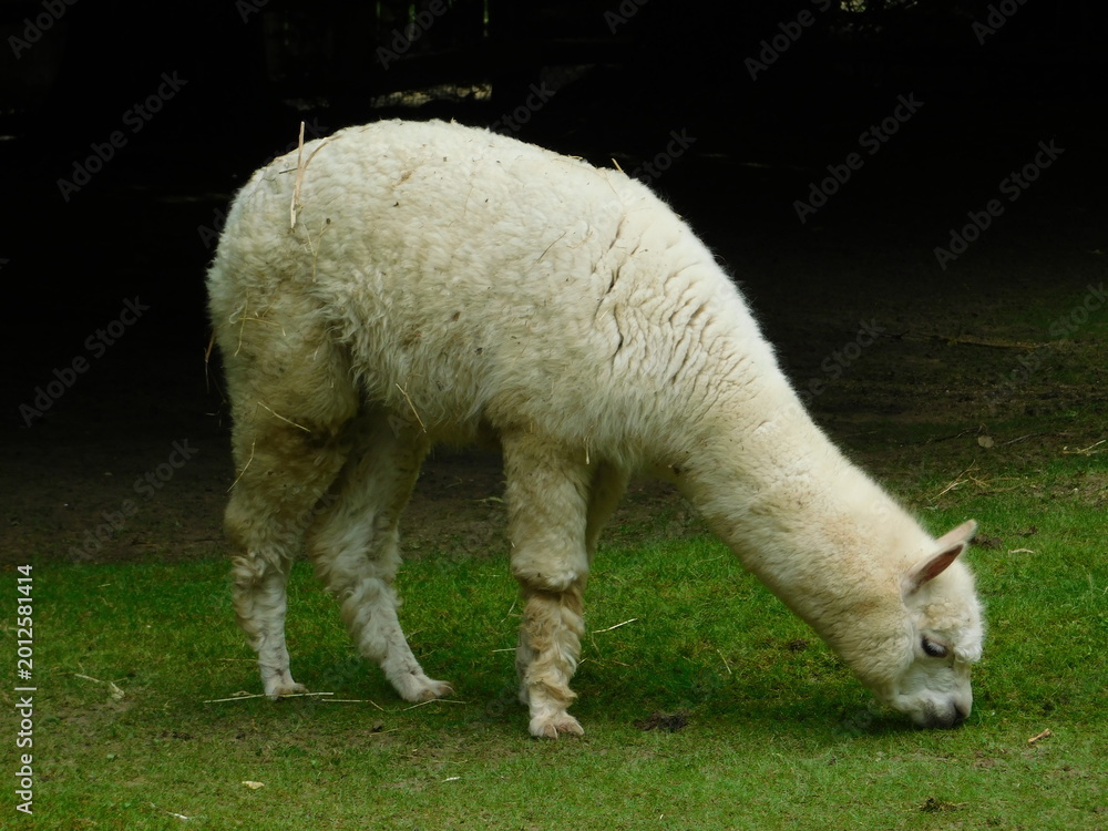 Fototapeta premium Funny alpaca portrait looking at the camera