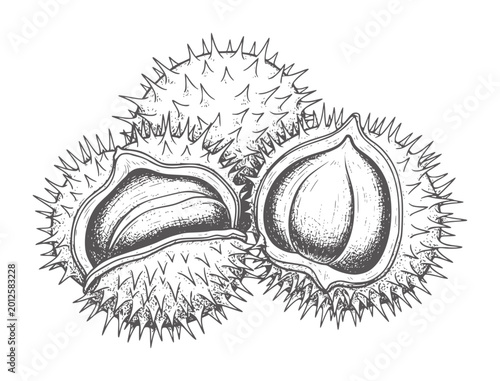 Obraz na plátne Three horse chestnuts one open showing conker inside spiky shell horsechestnut