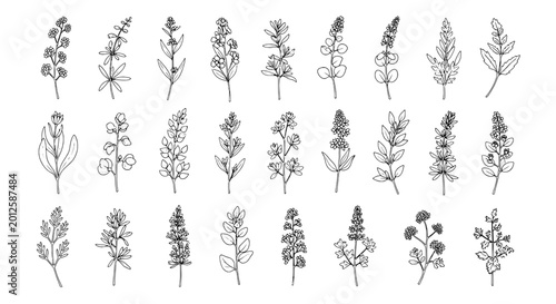 Plants hand-drawn set with intricate botanical details and delicate linework featuring nature, flora, leaves with stems and flowers elements for