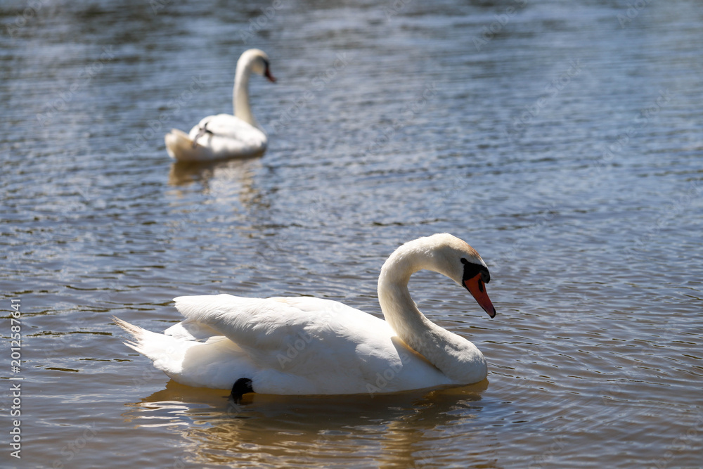 Obraz premium Close-Up of Swans on a Tranquil Lake Beauty and Harmony in Nature