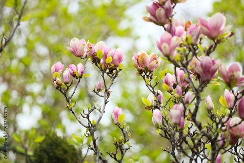 Tableau sur toile Blooming tree with beautiful pink magnolia flowers in park on spring day