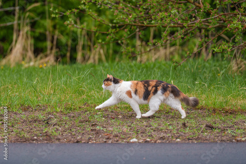 A colorful spotted cat goes on its way.