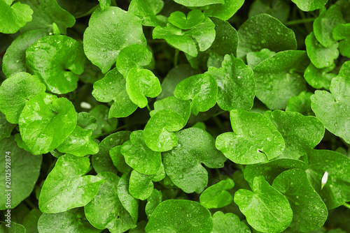 Photos Beautiful green leaves with dew as background, closeup