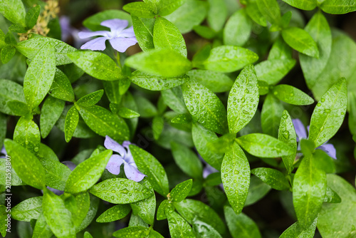 Beautiful green leaves with...