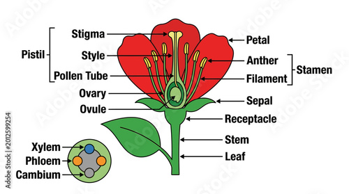 Detailed diagram of a flower's anatomy showing pistil, stamen, petals, sepals, ovary, ovules, and vascular tissues