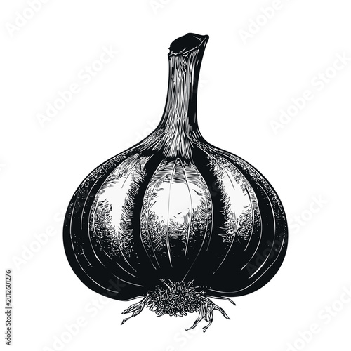 Garlic illustration vintage etching style