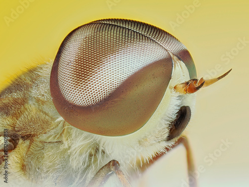 Fotografija Extreme macro portrait of a Horsefly head with detailed compound eyes