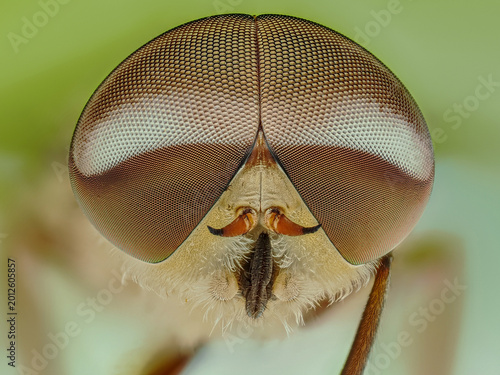 Photos Extreme macro portrait of a Horsefly head with detailed compound eyes