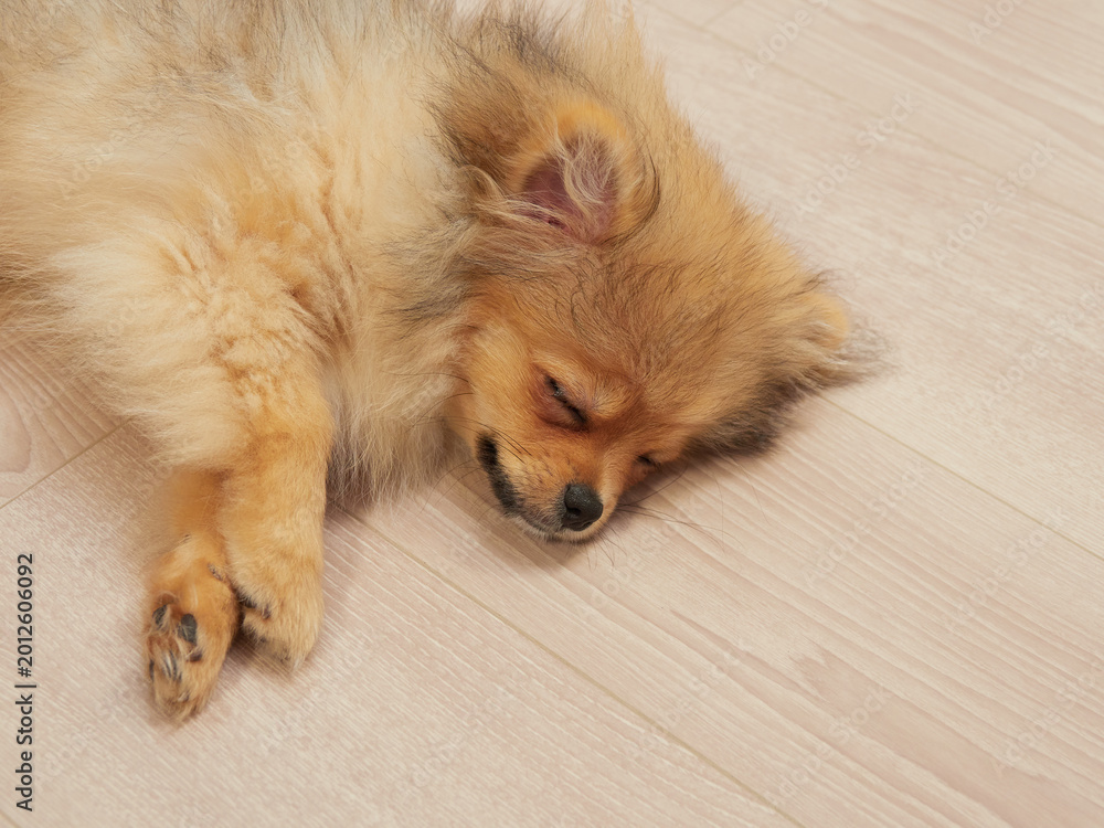 Εκτύπωση καμβά 家のリビングにいる可愛いポメラニアンの子犬が眠い状態
