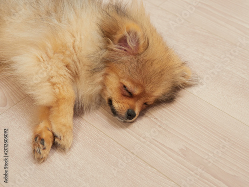 家のリビングにいる可愛いポメラニアンの子犬が眠い状態