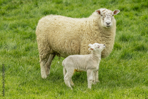 Heartwarming close-up of a mother sheep and her young lamb standing together in a lush spring meadow, with the lamb gazing lovingly up at its mother.  Natural rural countryside scene.