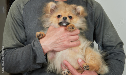 Foto 家のリビングで可愛いポメラニアンの子犬を抱っこする飼い主の様子
