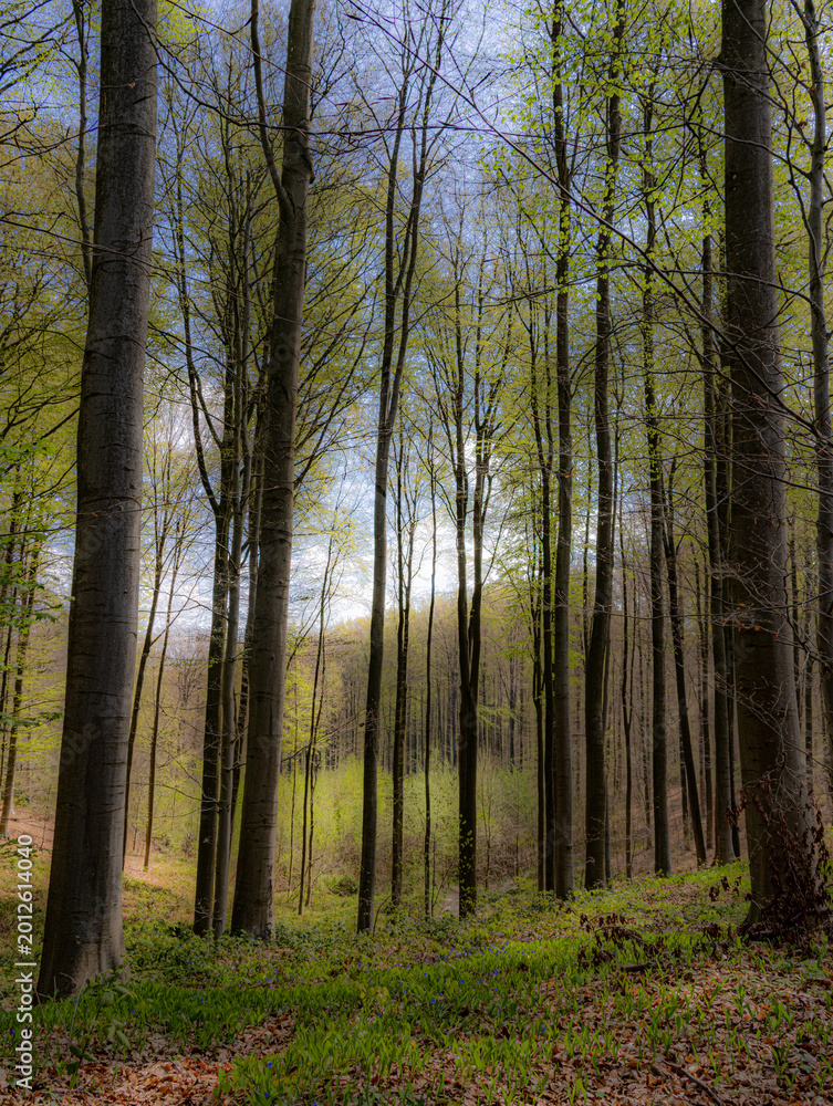 Fototapeta premium Peaceful spring forest with tall trees and fresh green foliage creating natural woodland path