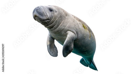 Bild auf Leinwand Small grey baby seal or sea lion for marine wildlife nature and arctic ocean edu