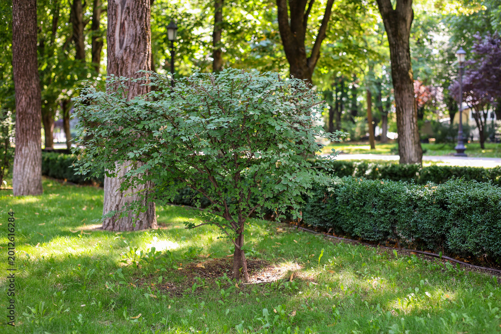 Obraz premium garden