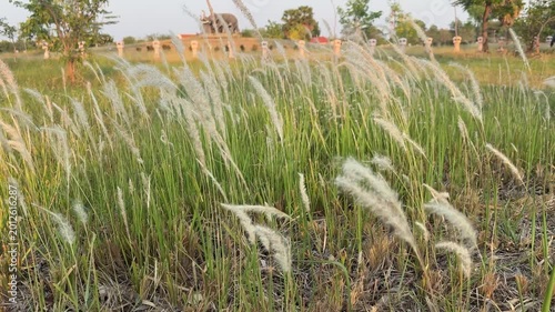 Grass flowers are delicate and beautiful flowers of the grass family, often growing wild along roadsides or in neglected areas. They symbolize strength, resilience, and adaptability.