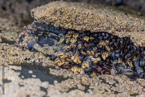 rock covered in barnacles and mussels