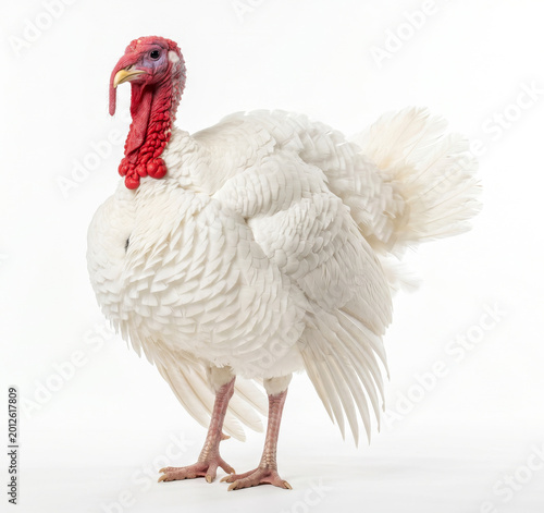Broad Breasted White Turkey Isolated on White Background, Meleagris gallopavo Studio Portrait