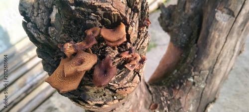 Cuadro en lienzo How to Identify Naturally Dried Auricularia Auricula Judae on Tree Bark
