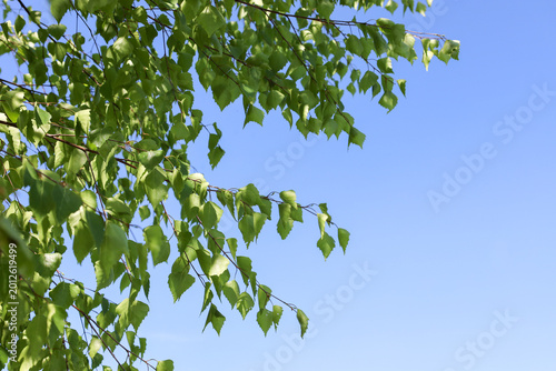 Konstfotografi Young bright green birch leaves flutter gently on thin branches against a clear blue sky