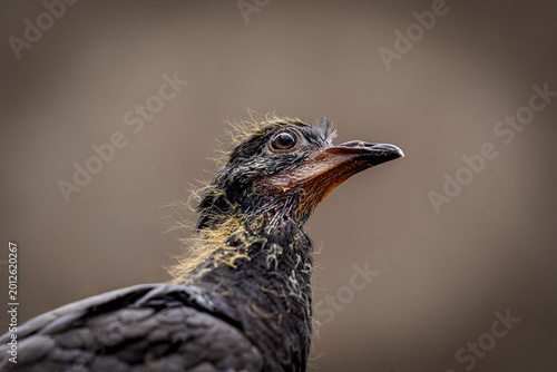 Bild auf Leinwand Extreme close-up portrait of a young bird fledgling with yellow down feathers