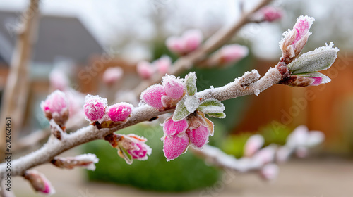 Close-up of a spring garden with frost melting on early flower buds, seasonal transition photography concept, spring frost close-up, garden awakening, defocused background, with copy space