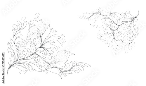Fotografi Ornate scrollwork flourishes in black ink a white