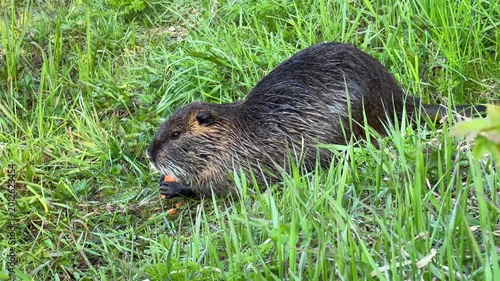 Nutria Eating Carrot Piece in Lush Green Grassy Field