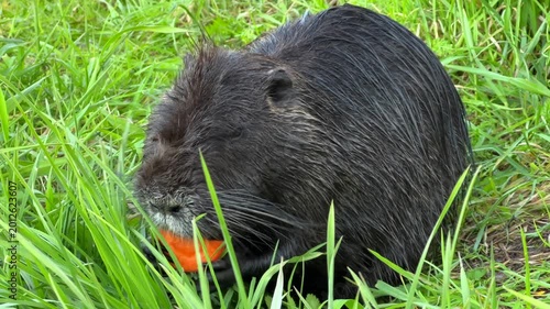 Nutria Eating Orange Carrot in Lush Green Grass
