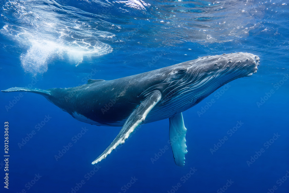 Fototapeta premium Humpback whale swimming underwater in deep ocean