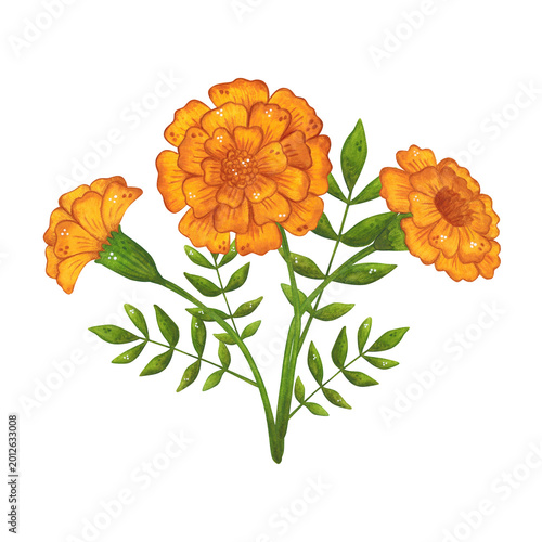 An arrangement of orange marigold flowers and leaves. Hand-drawn watercolor illustration, cartoon. Suitable for invitations, posters, cards, or prints. Summer, plants, flowers