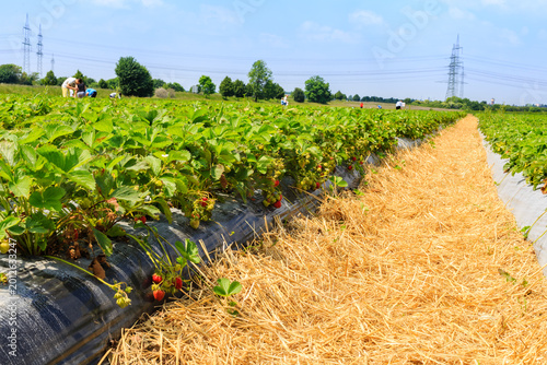Εκτύπωση καμβά Farmers harvest strawberries in a field under clear sky during midday in summer